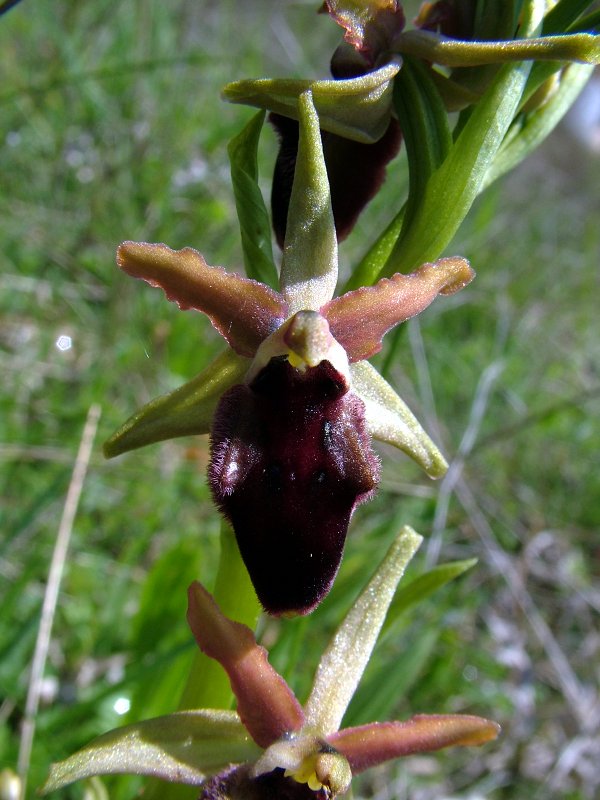 Ophrys promontorii O. & E. Danesch